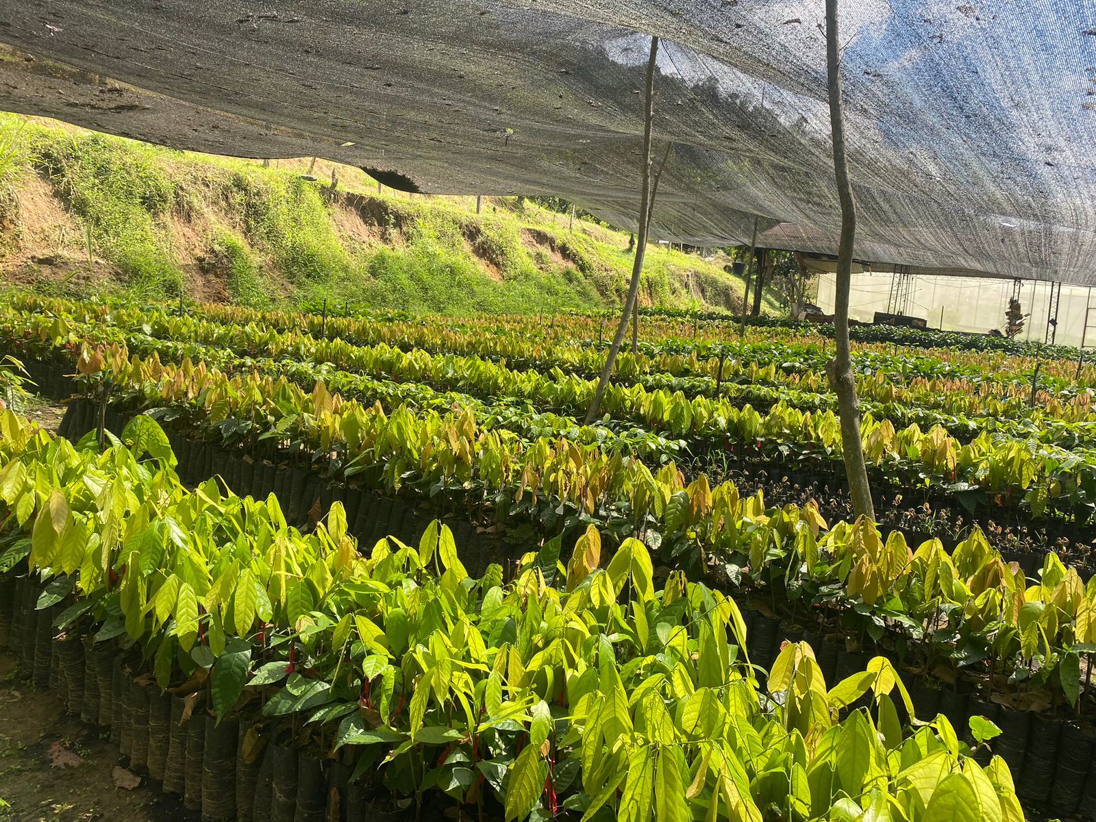 Visión villajuliana